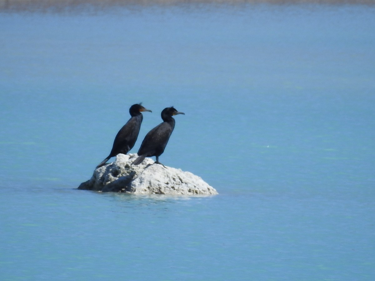 Double-crested Cormorant - Debbi Senechal