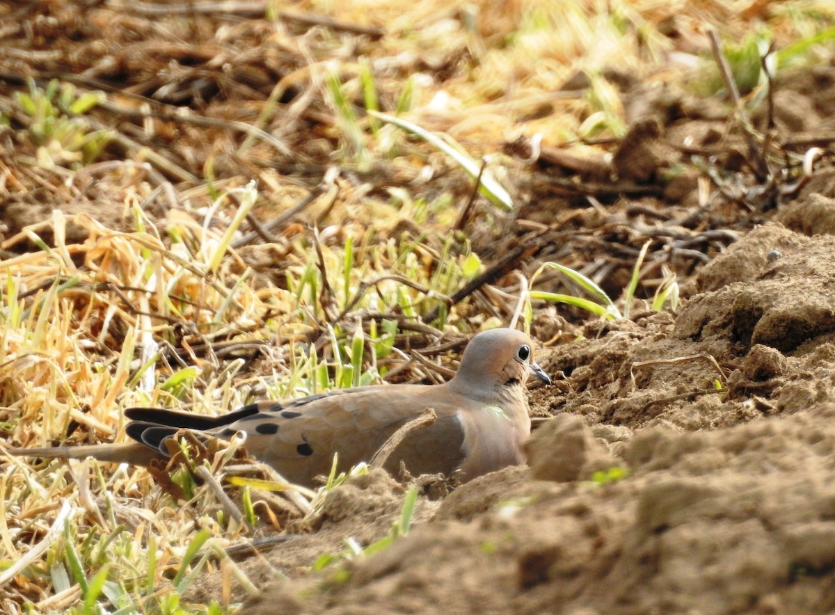 Mourning Dove - ML88618031