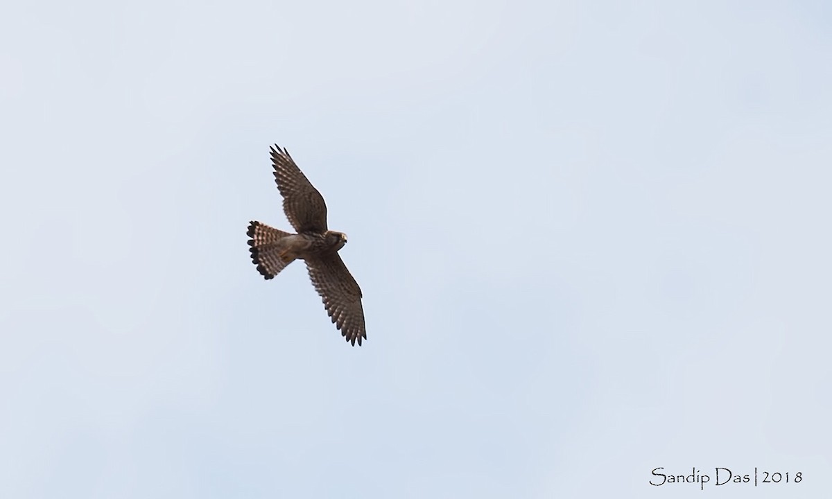 Eurasian Kestrel - ML88618241