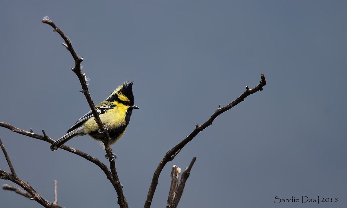 Mésange à joues jaunes - ML88618441