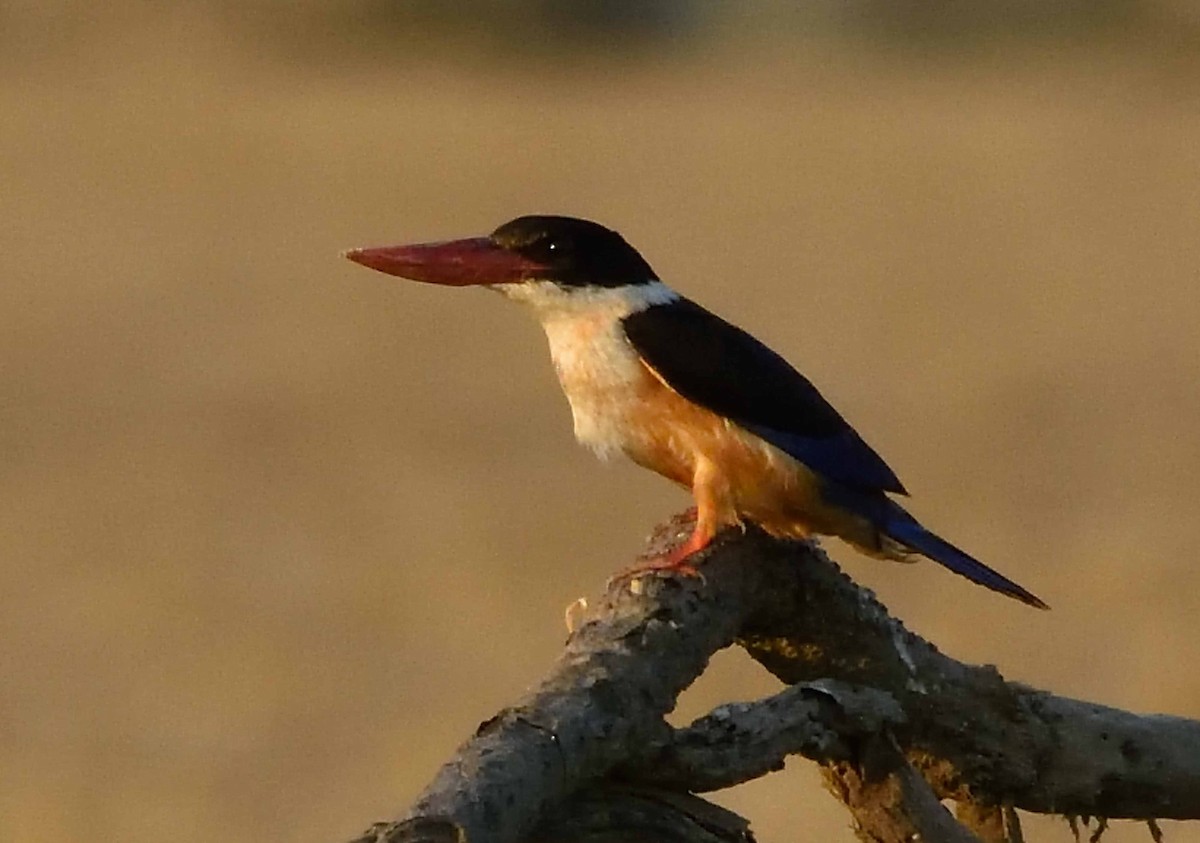 Black-capped Kingfisher - Vineeth Kumar