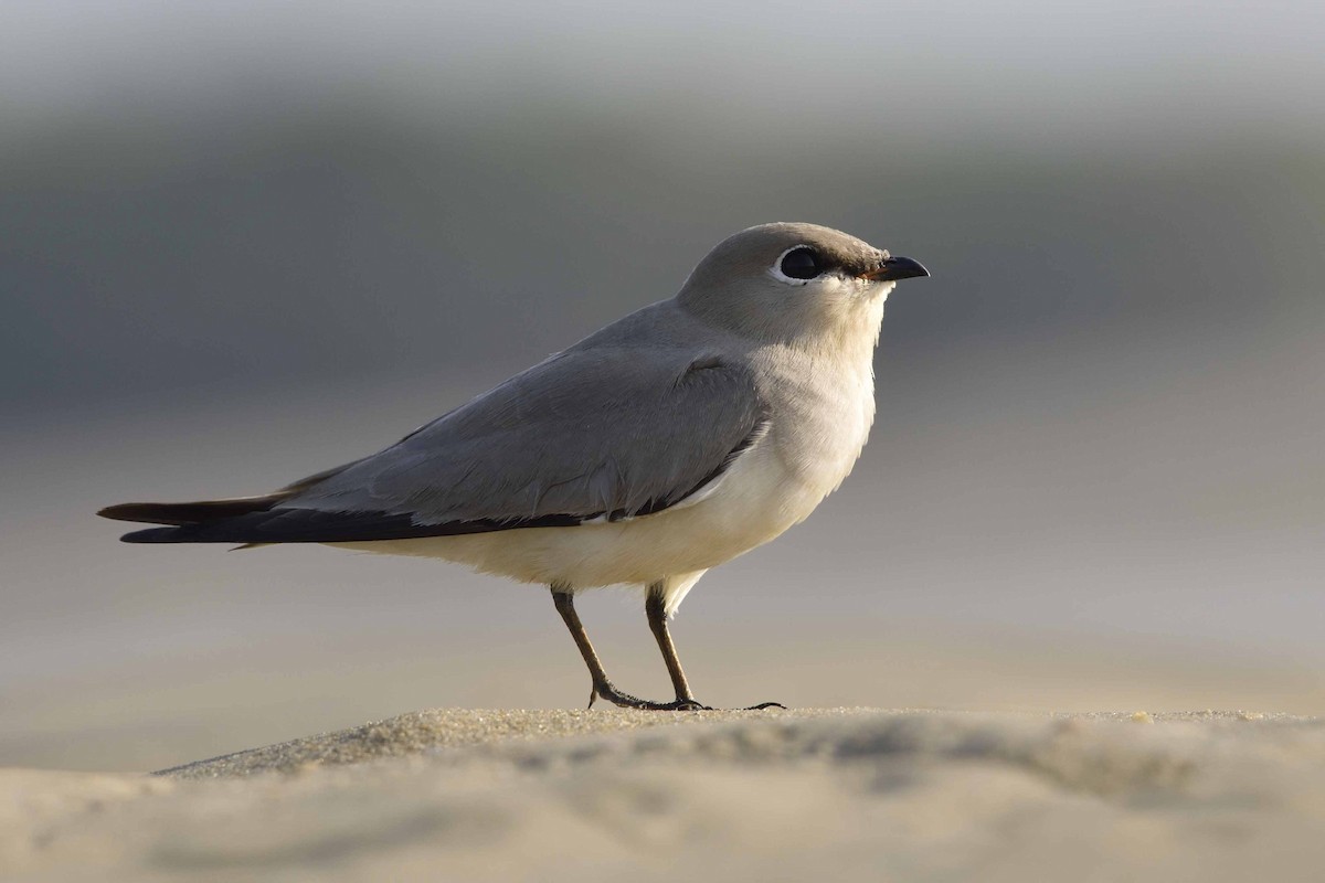 ouhorlík malý - ML88620851