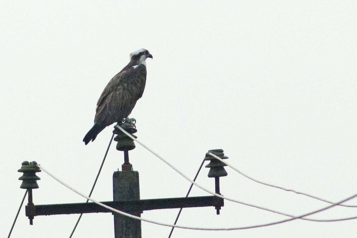 Osprey - Vineeth Kumar