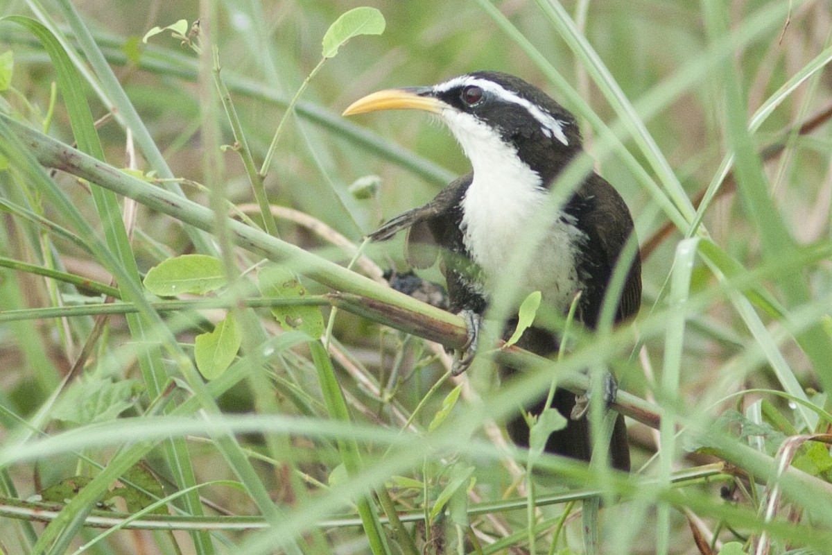 Indian Scimitar-Babbler - ML88621011