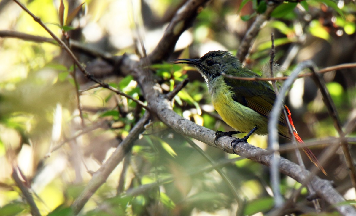 Fire-tailed Sunbird - ML88621641