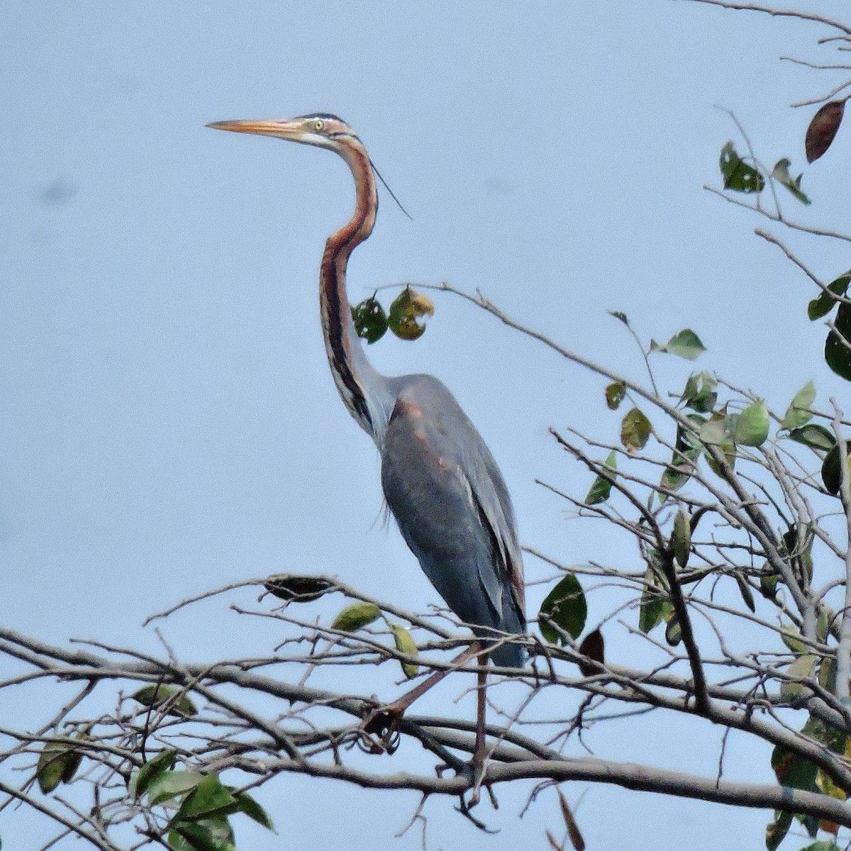 Purple Heron - prashant bhagat