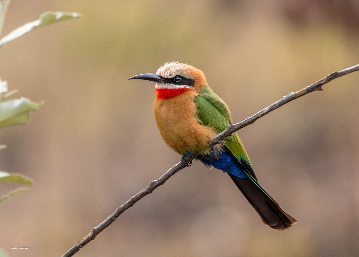 White-fronted Bee-eater - Kevin Vande Vusse