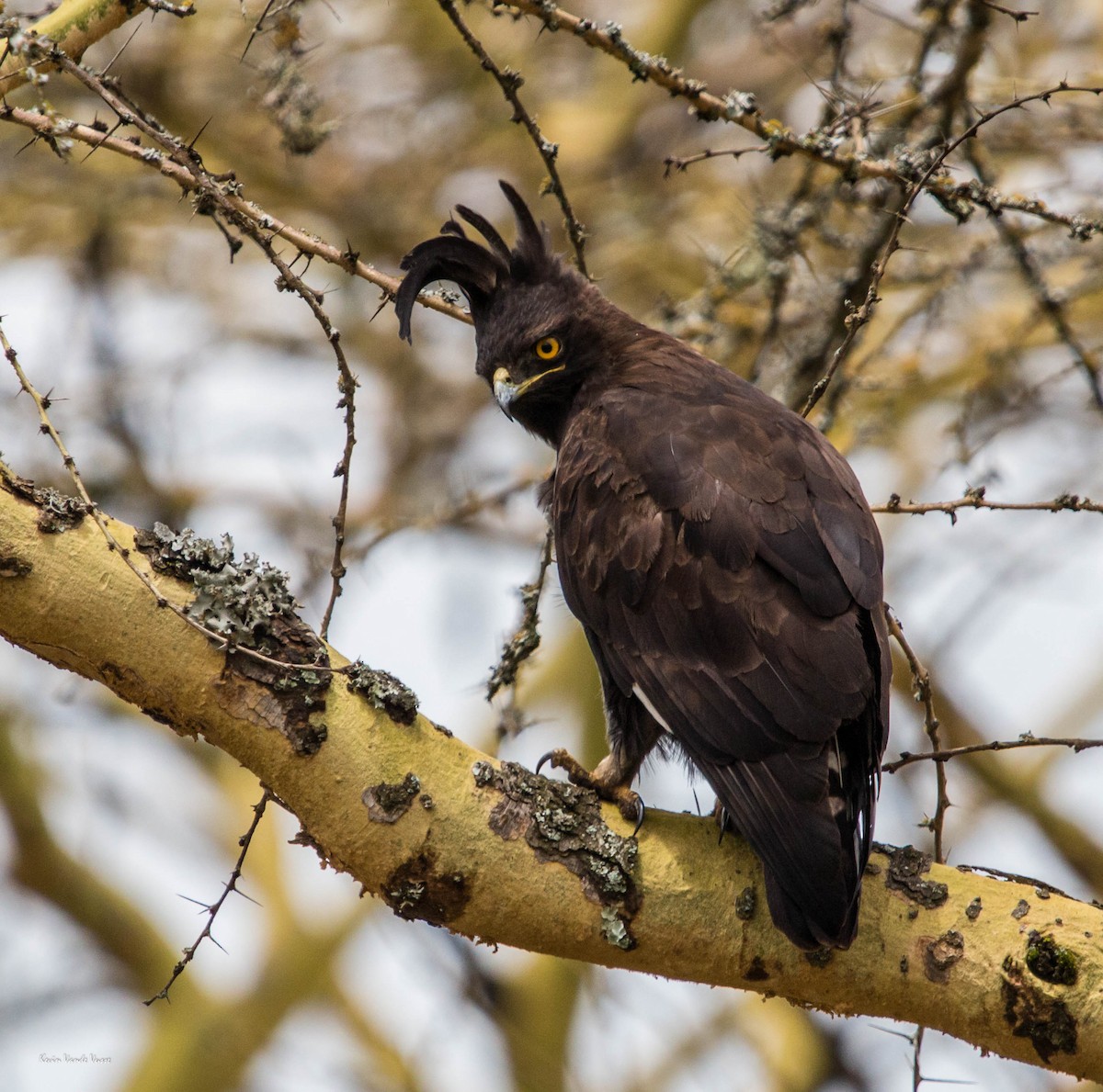 Long-crested Eagle - ML88625281