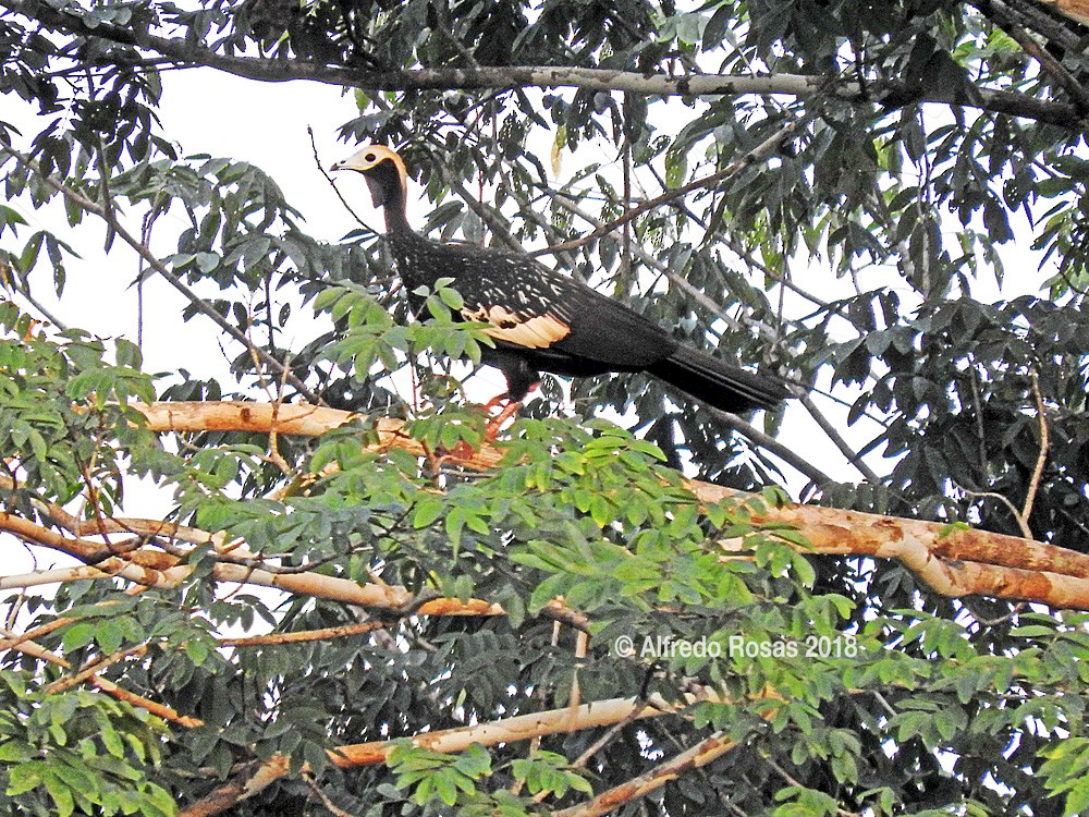 Blue-throated Piping-Guan - ML88625851