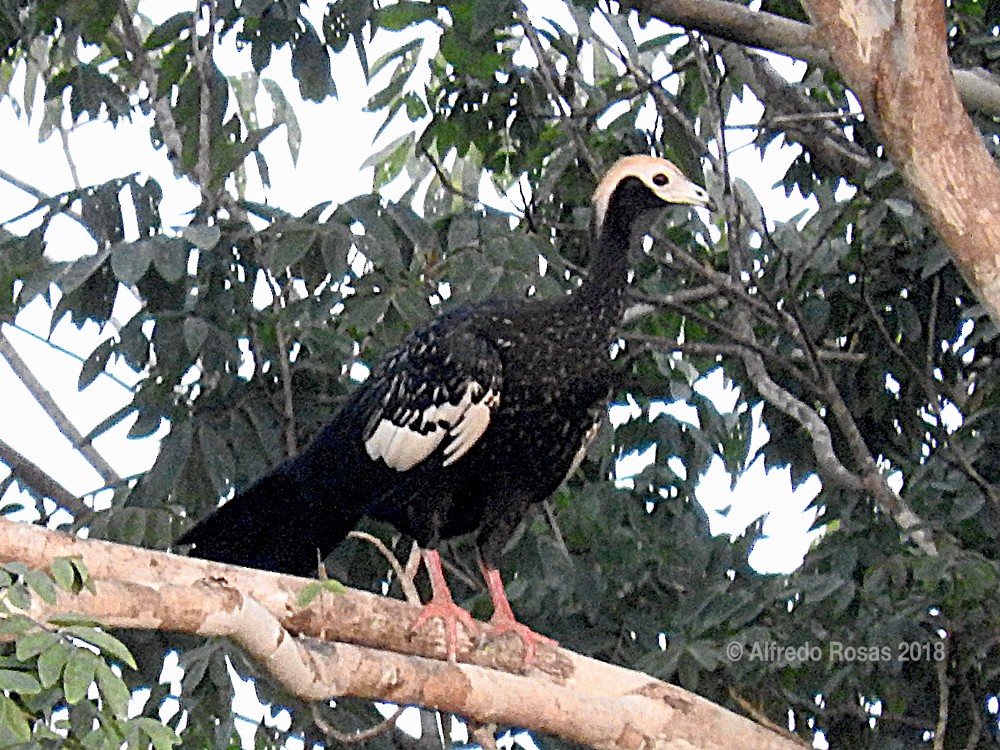 Pénélope à gorge bleue - ML88625921