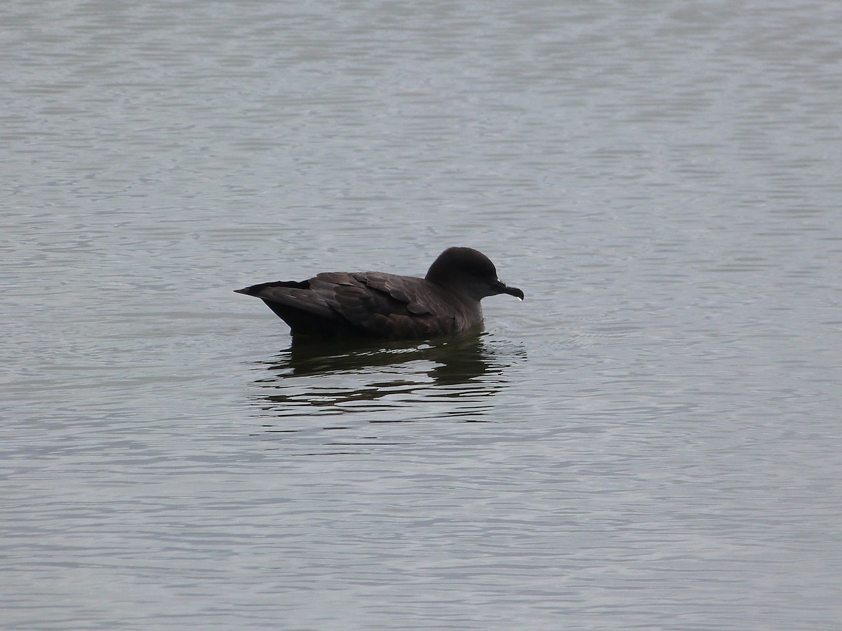 Short-tailed Shearwater - Tim Nickholds