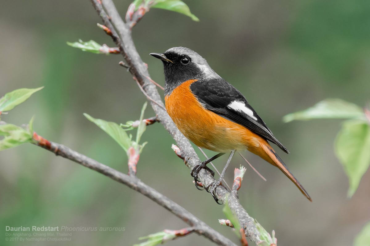 Daurian Redstart - ML88628921