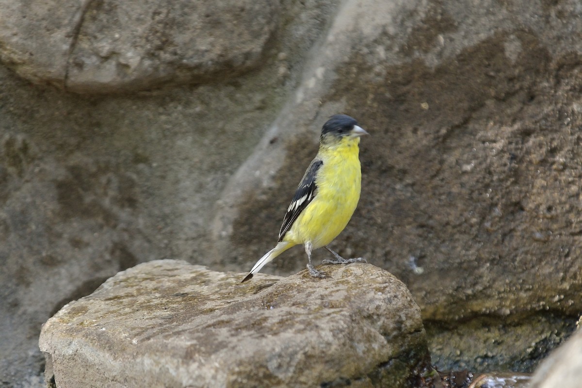 Lesser Goldfinch - Donald Casavecchia