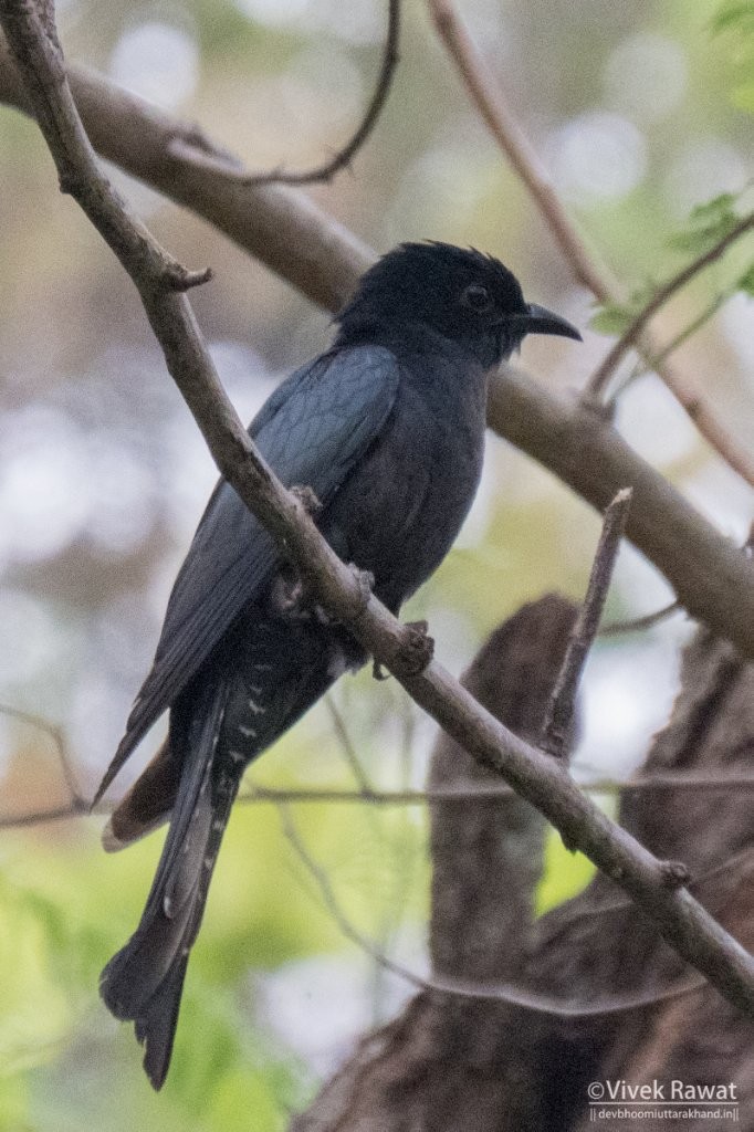 Square-tailed Drongo-Cuckoo - ML88630131