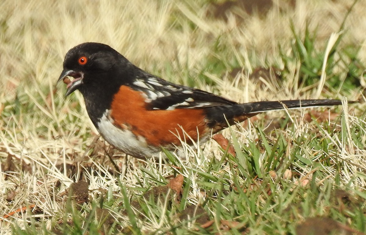 Spotted Towhee - ML88632841