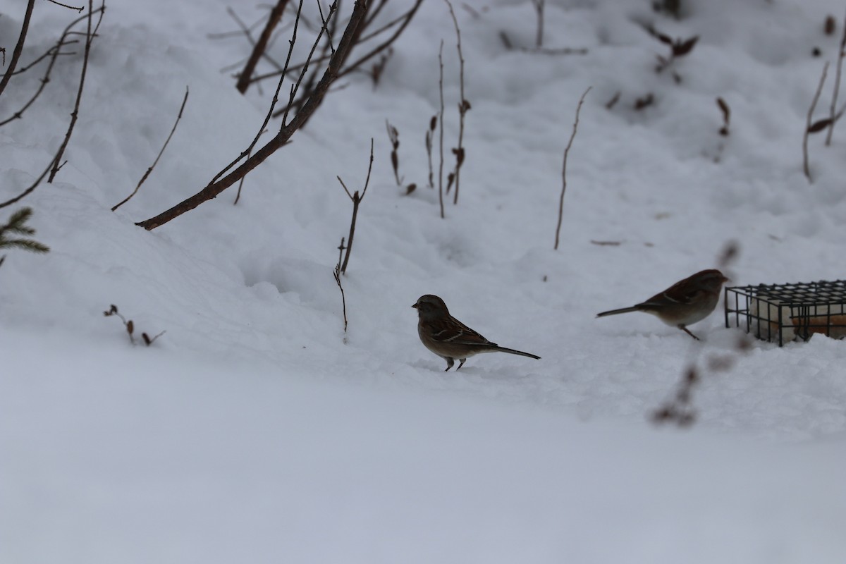 American Tree Sparrow - ML88633171