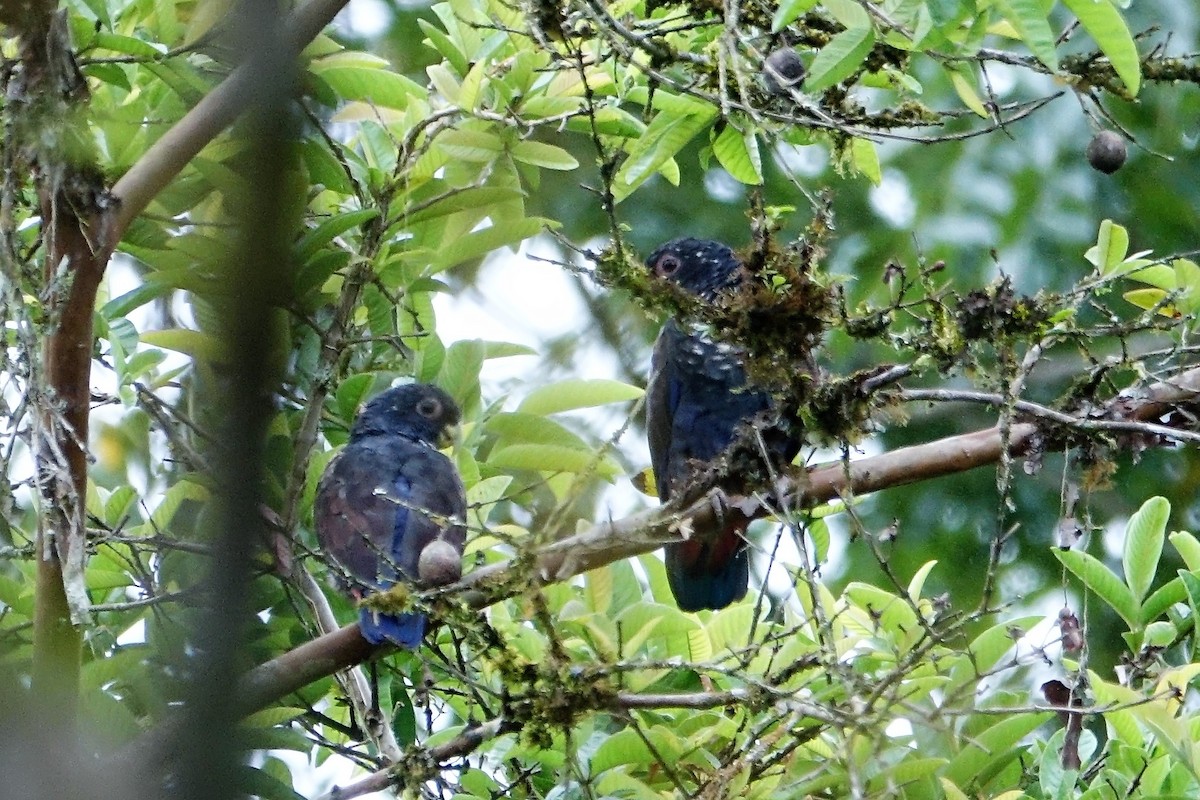 Bronze-winged Parrot - ML88633191