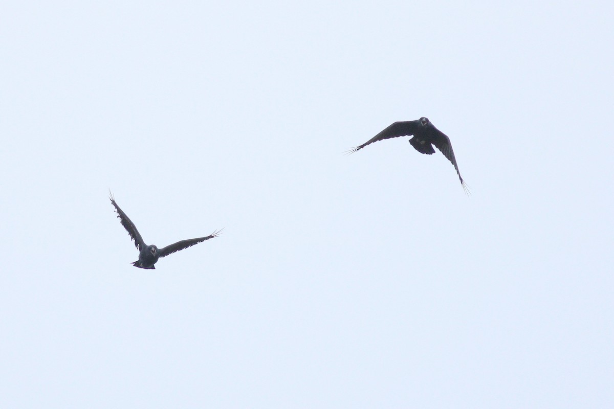 Common Raven - ML88633271