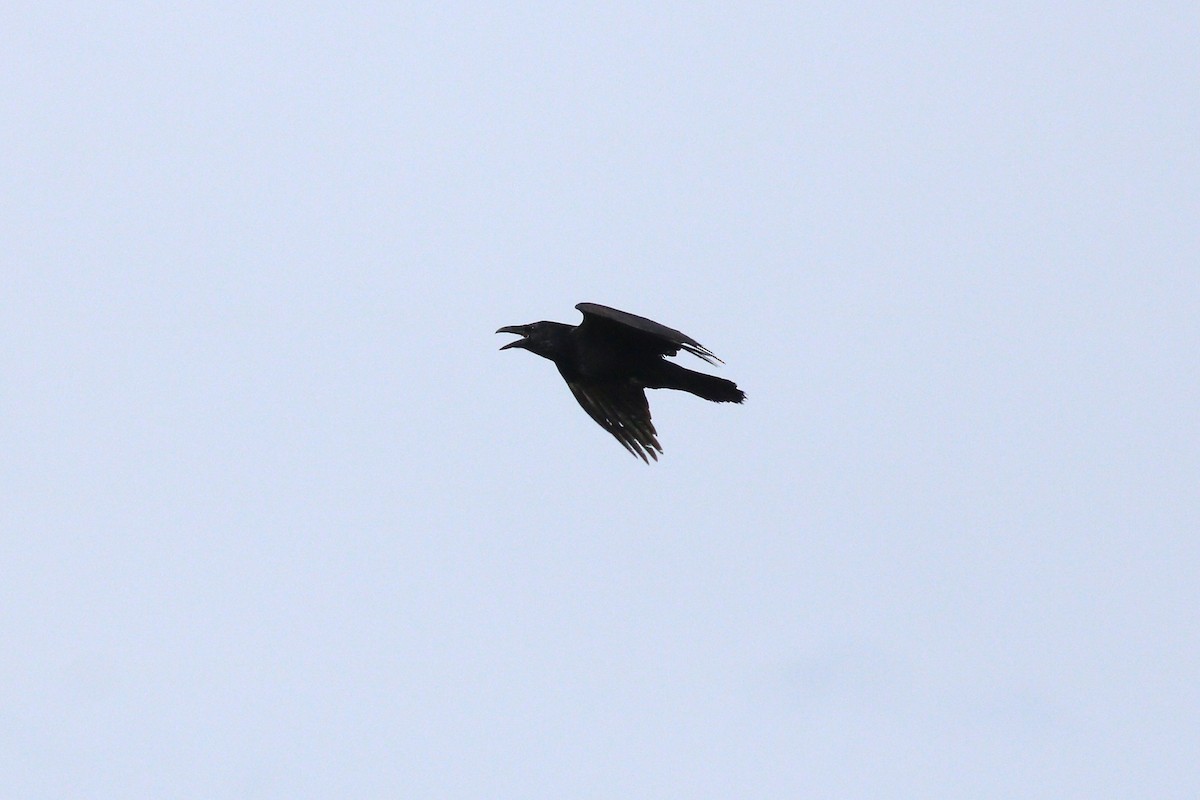 Common Raven - ML88633281