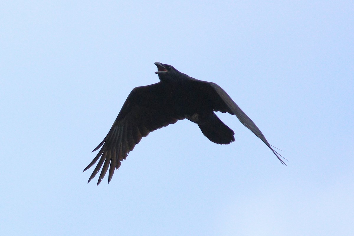 Common Raven - ML88633301