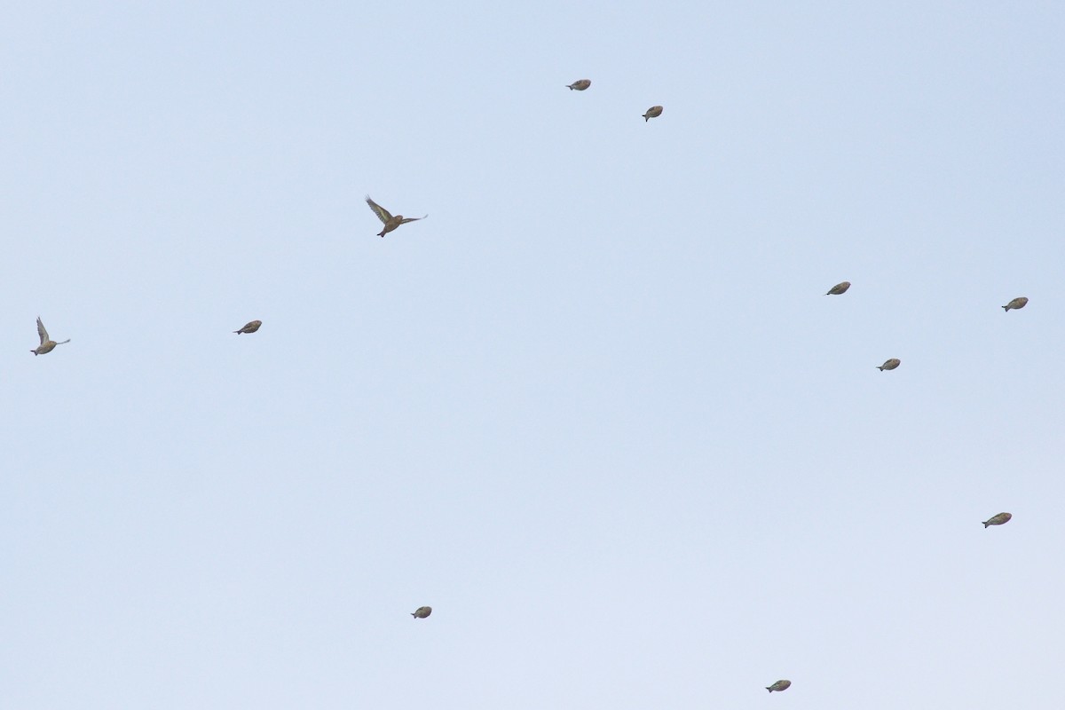 Pine Siskin - ML88633321