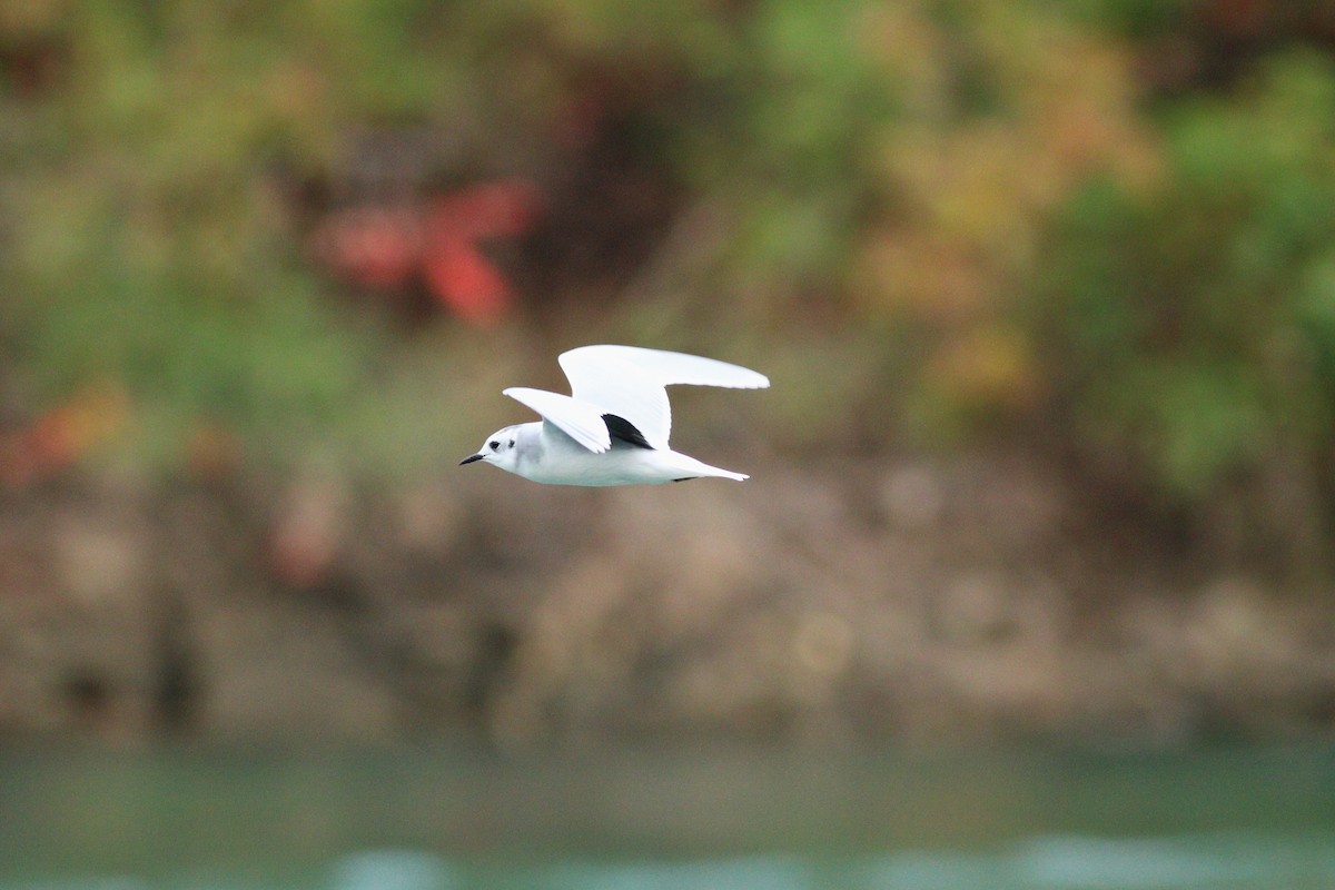 Mouette pygmée - ML88634021