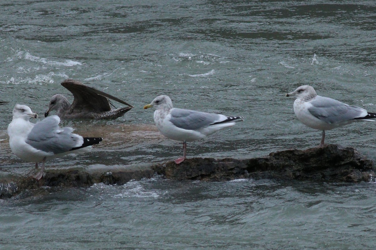 Iceland Gull (Thayer's) - ML88635251