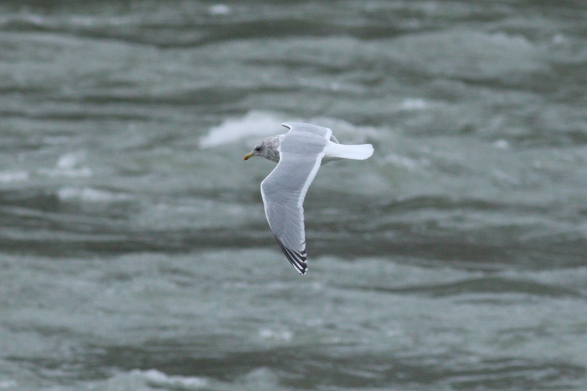 Iceland Gull (Thayer's) - ML88635271
