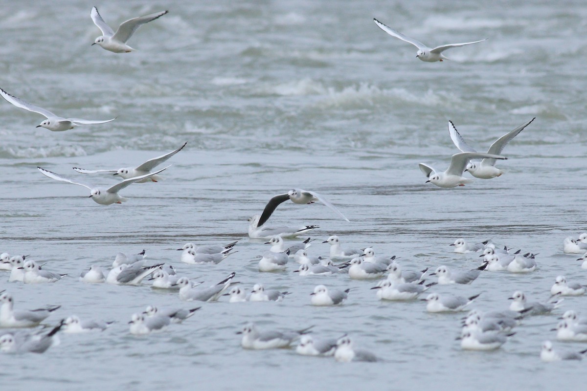 Little Gull - ML88635331