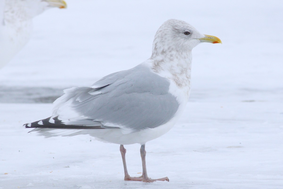 Iceland Gull (Thayer's) - ML88636031