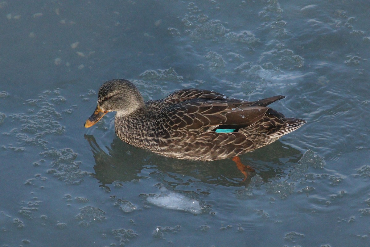 dabbling duck sp. - ML88636401