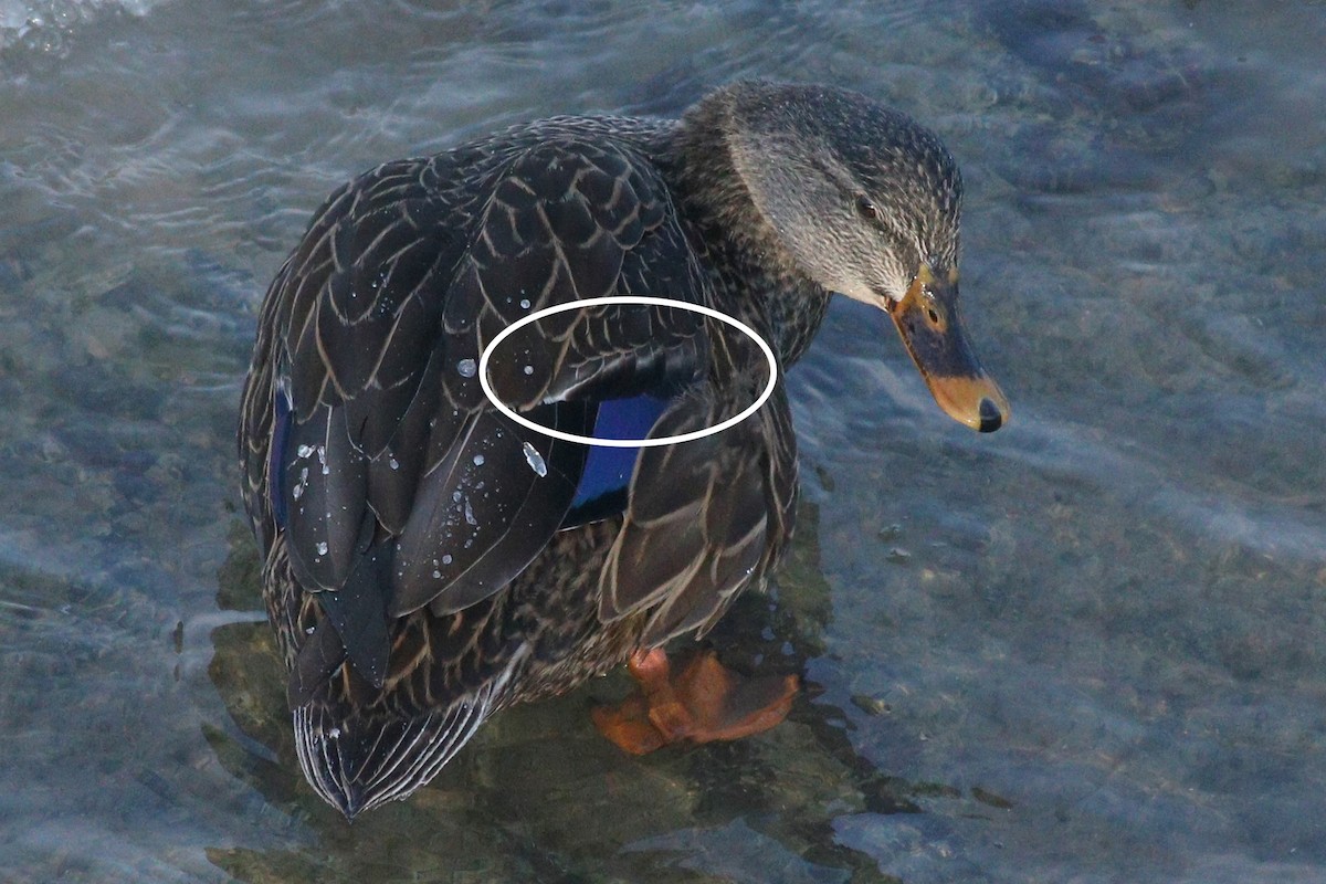 dabbling duck sp. - ML88636411