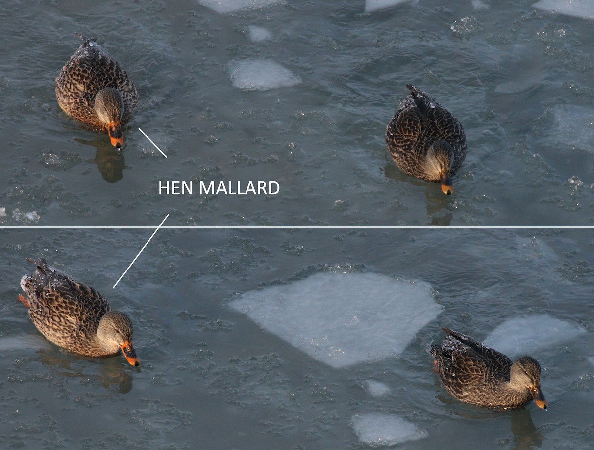 dabbling duck sp. - ML88636421