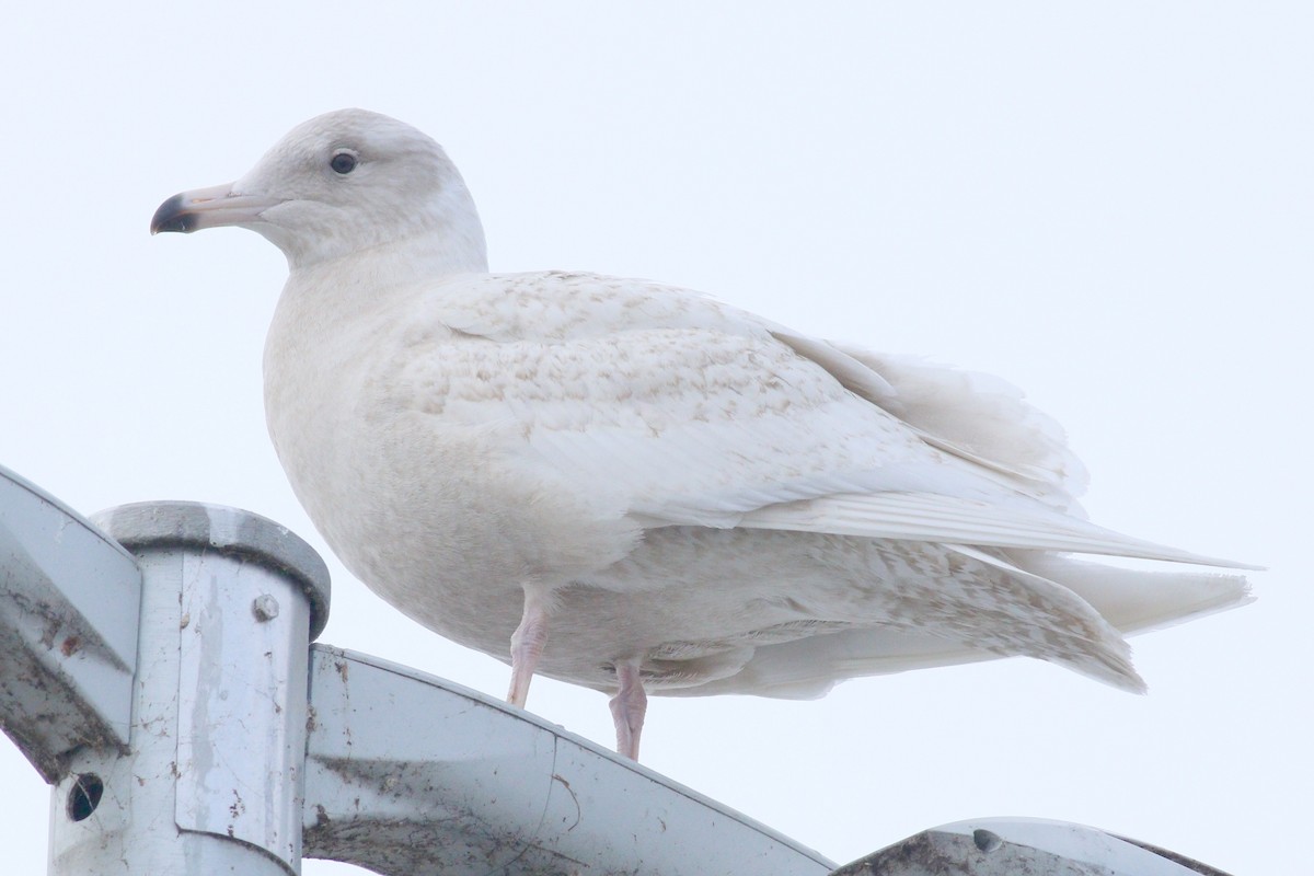 Glaucous Gull - ML88637241