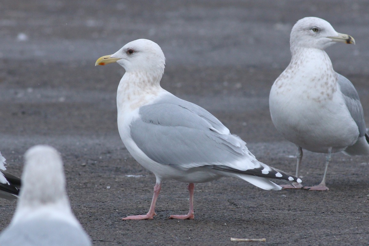 Iceland Gull (Thayer's) - ML88637261