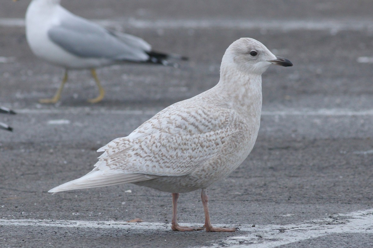 Iceland Gull (kumlieni) - ML88637271