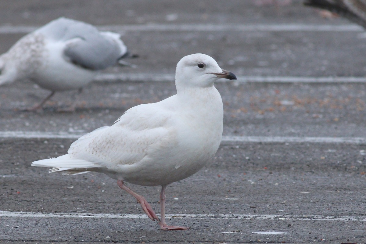 Iceland Gull (kumlieni) - ML88637281