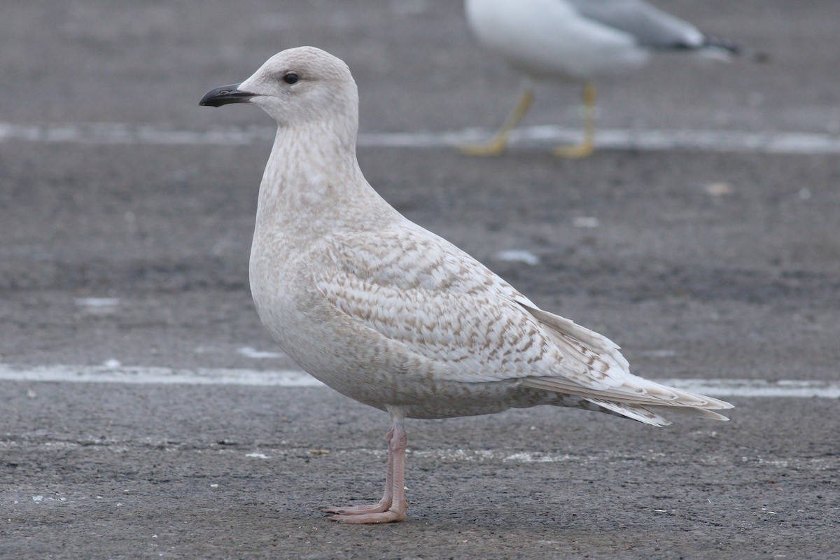 Iceland Gull (kumlieni) - Anonymous