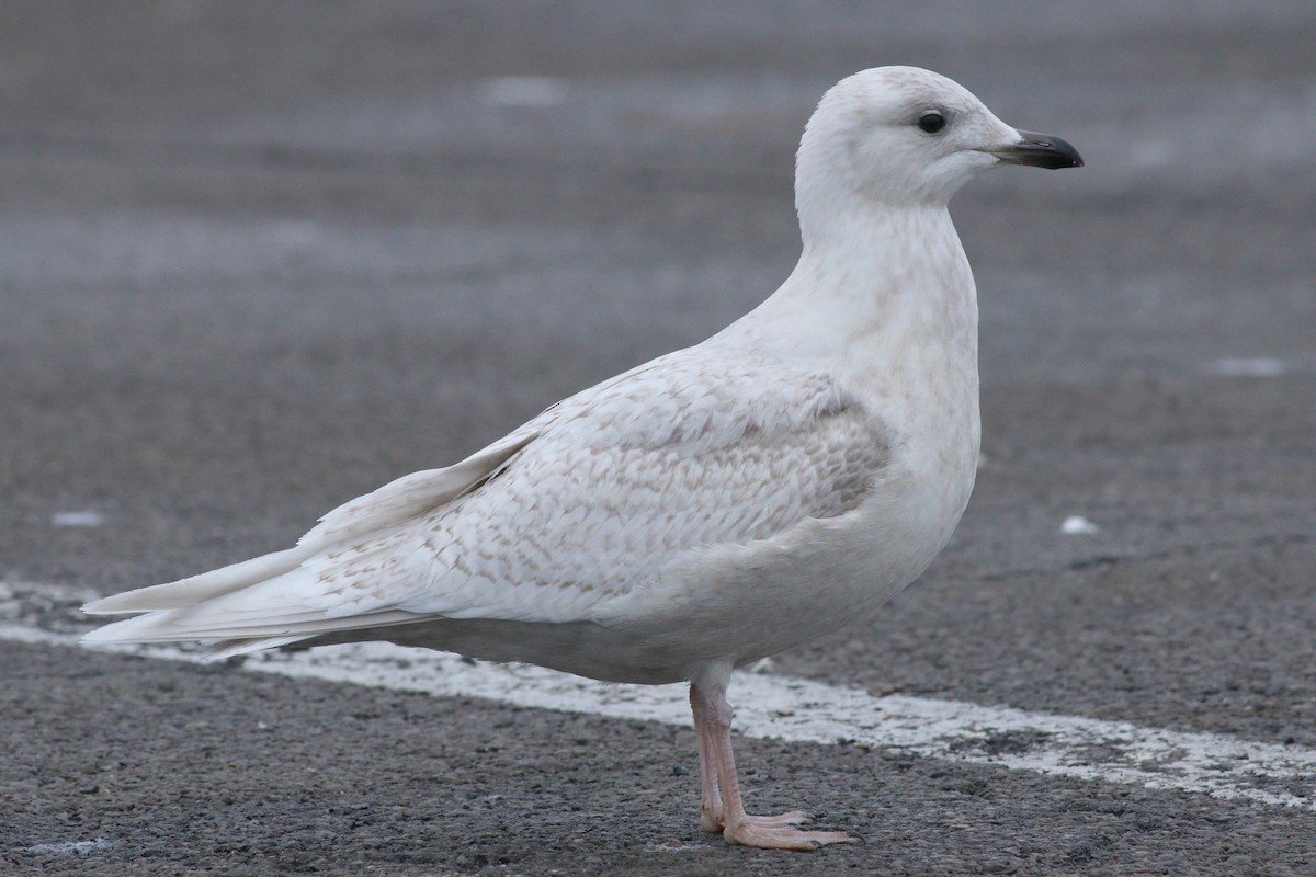 Iceland Gull (kumlieni) - ML88637311