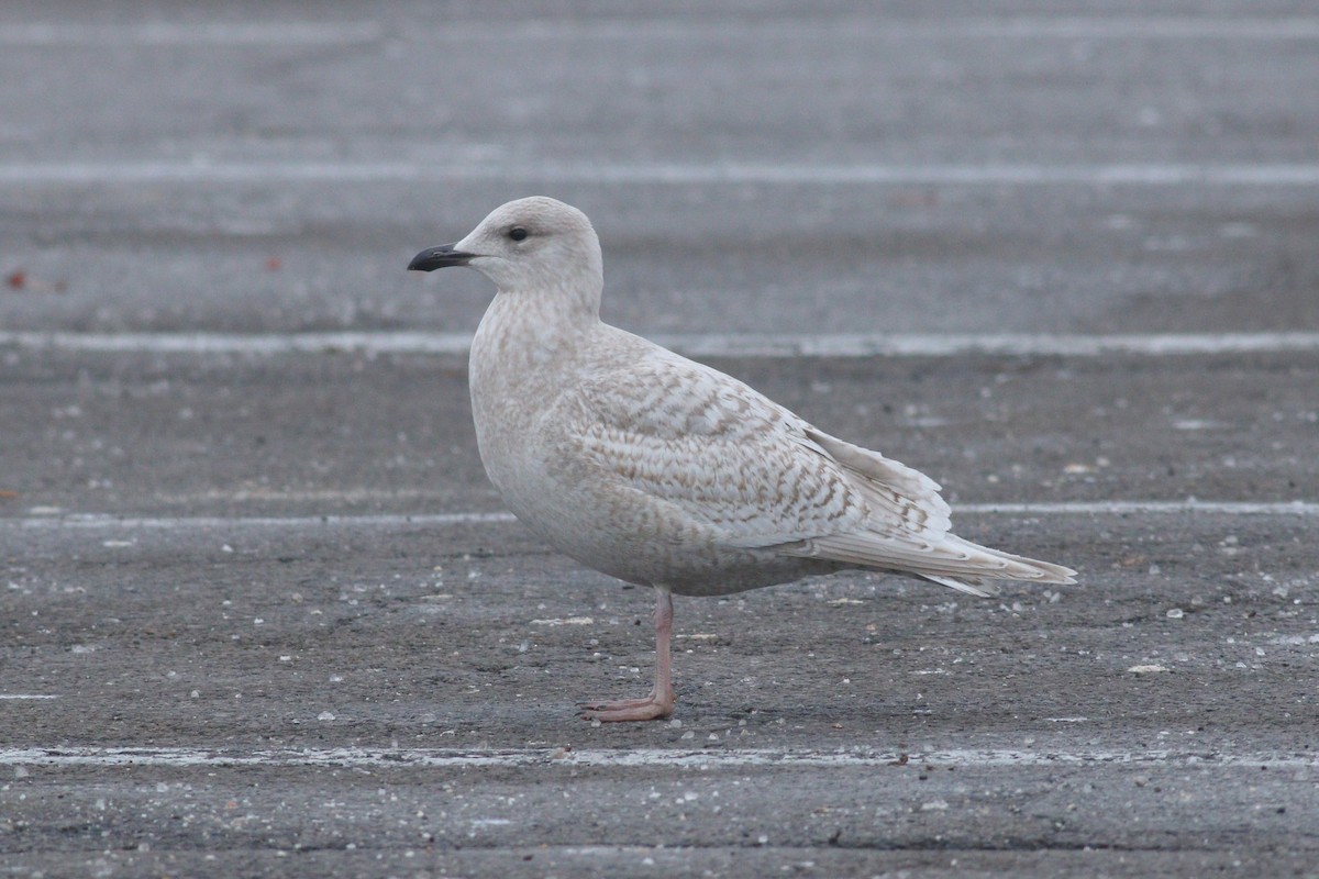 Iceland Gull (kumlieni) - ML88637321