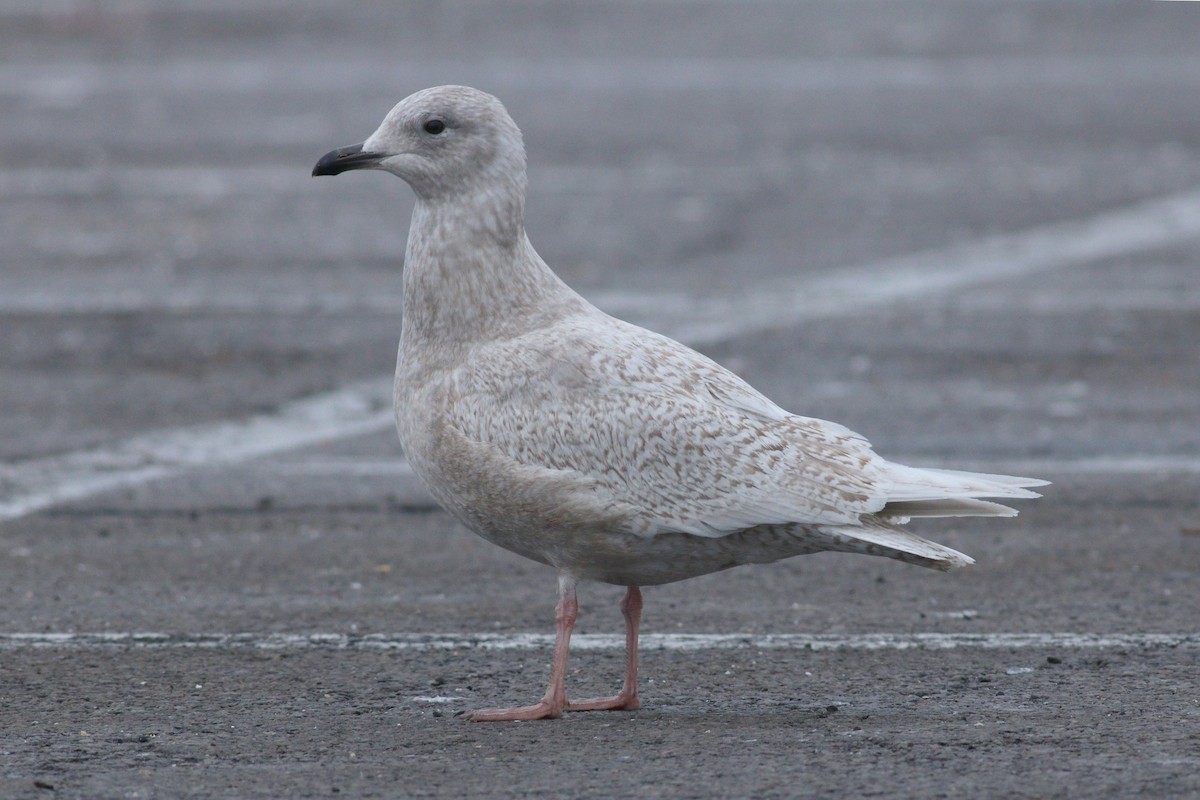 Iceland Gull (kumlieni) - ML88637331
