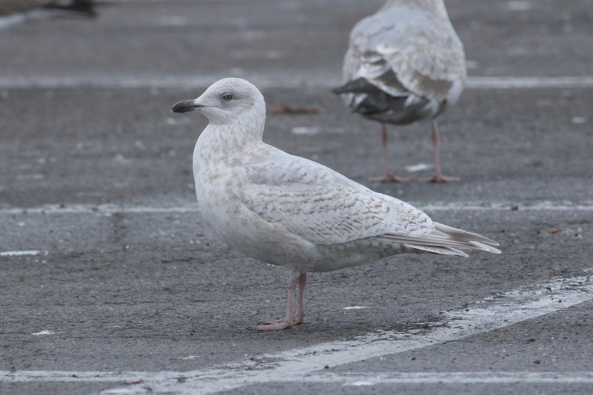 Iceland Gull (kumlieni) - ML88637341