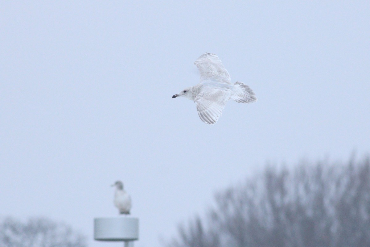 Iceland Gull (kumlieni) - ML88637351