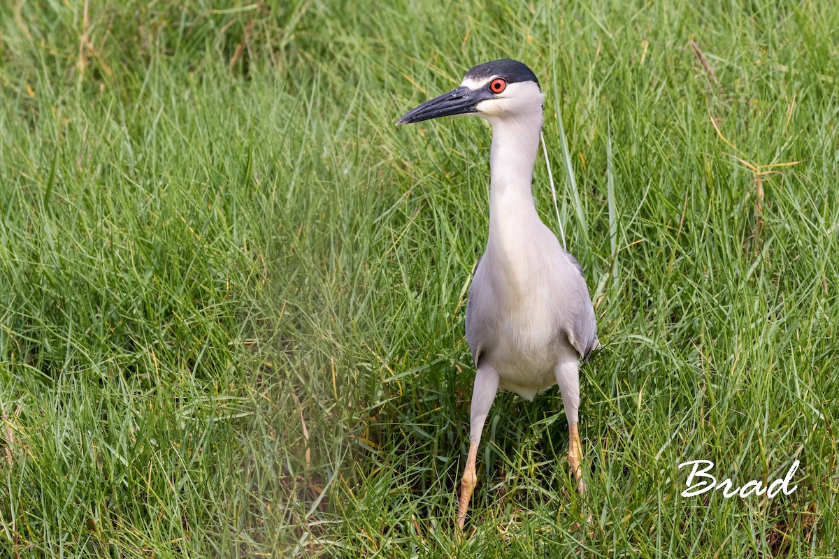 Black-crowned Night Heron - Brad Argue