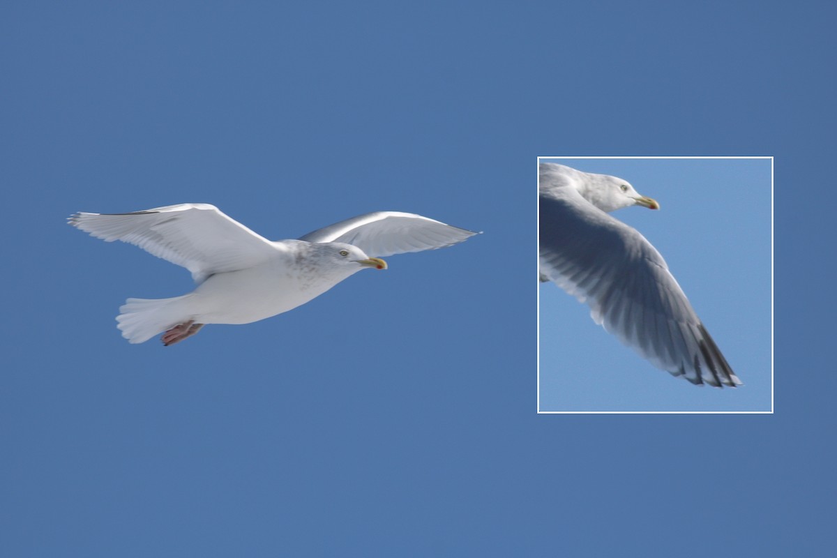 American Herring x Glaucous Gull (hybrid) - ML88637641