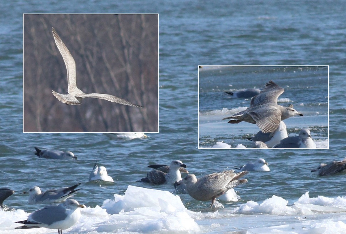 American Herring x Glaucous Gull (hybrid) - ML88637691