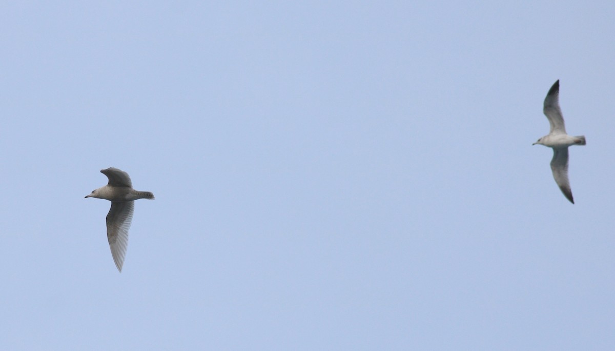 Larus sp. - ML88637931