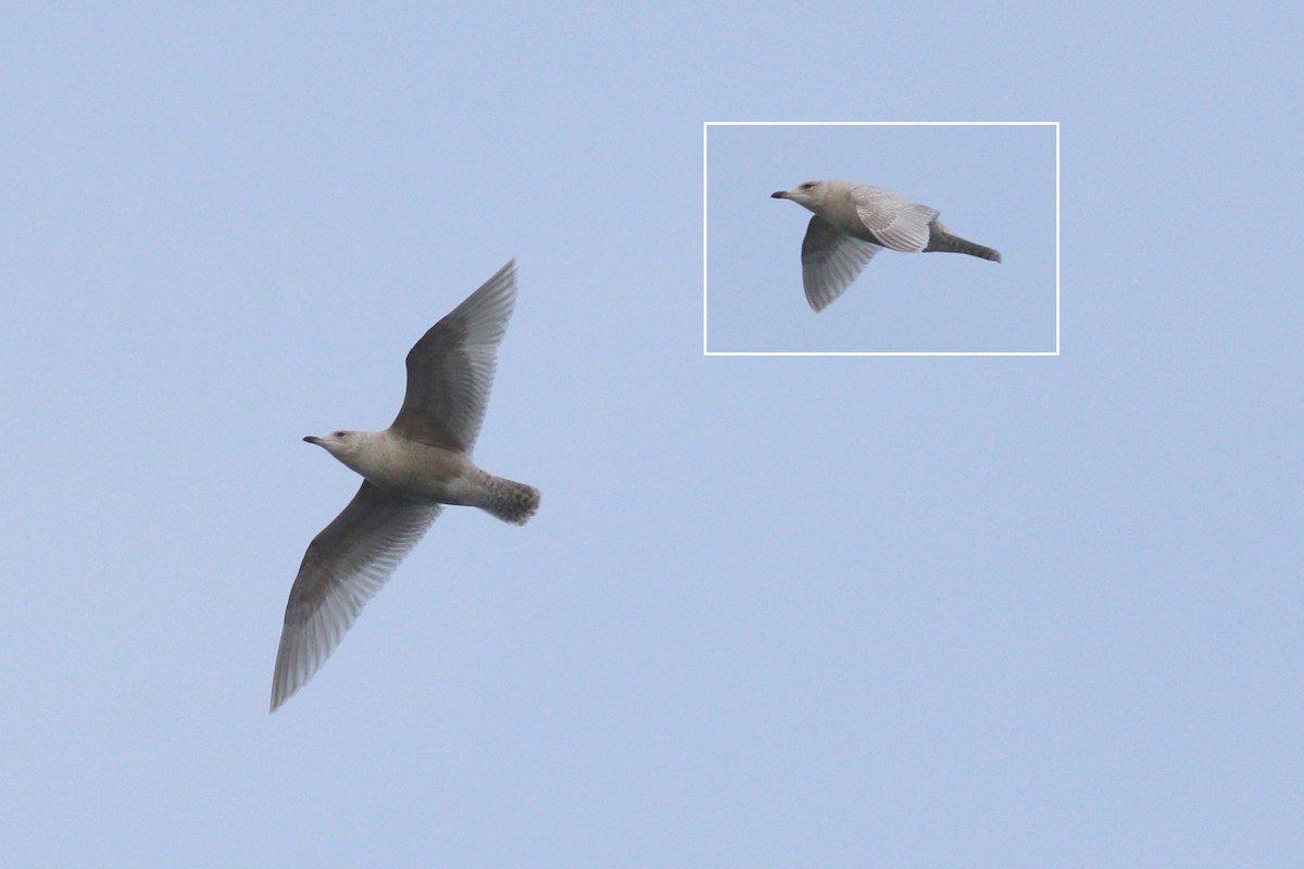Larus sp. - ML88637941