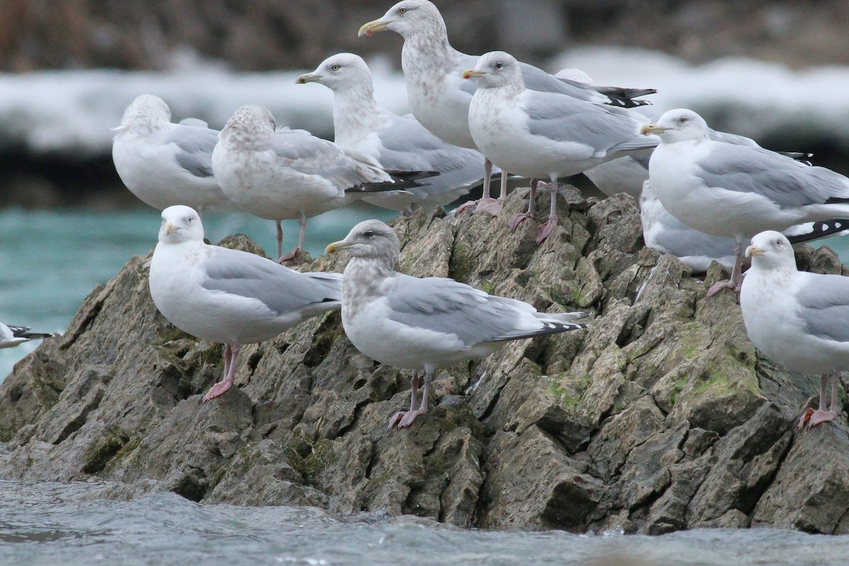 Iceland Gull (Thayer's) - ML88638201