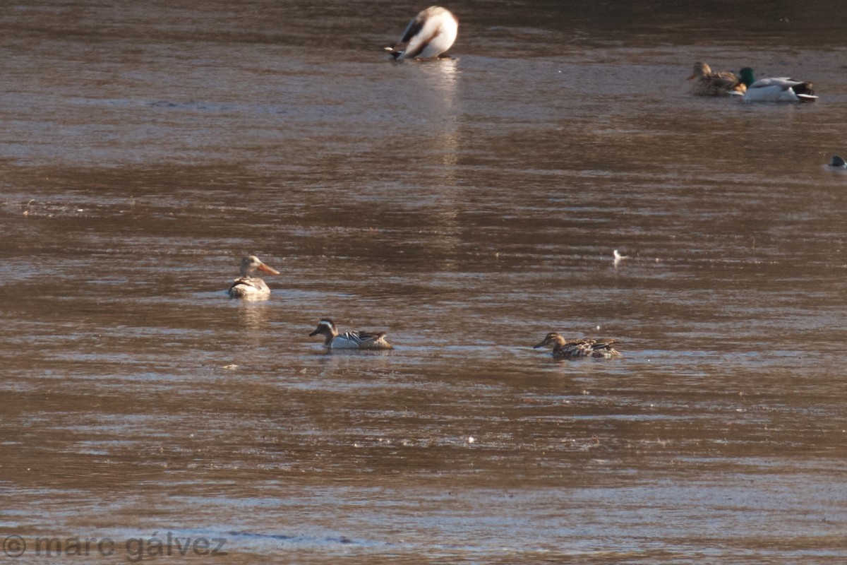 Garganey - ML88638251